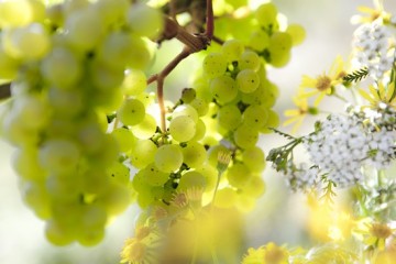 Celebration of Riesling at The Okura Prestige Bangkok