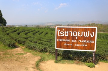 ไร่ชาฉุยฟง เชียงราย เมนูใบชาที่อร่อยเกินคาด