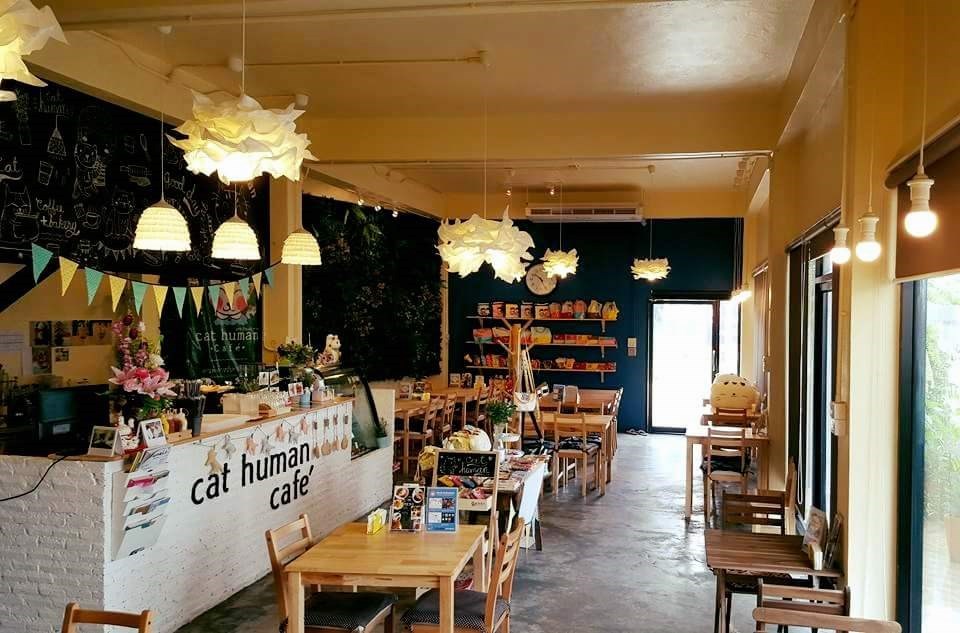 Cat Human Cafe