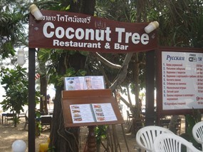 Coconut Tree