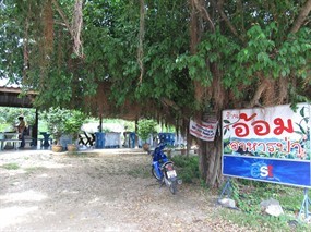 อ้อม อาหารป่า