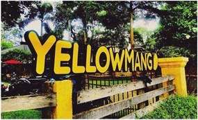 Yellow Mango