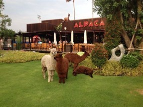 Alpaca Ratchaburi