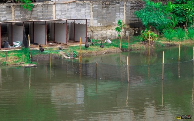 ส่องไปด้านซ้าย...ก็เห็นทาวเฮาส์จัดสรรเหล่าน้องหงส์ดำด้วยครับบางตัวยังน้อยอยู่เลย