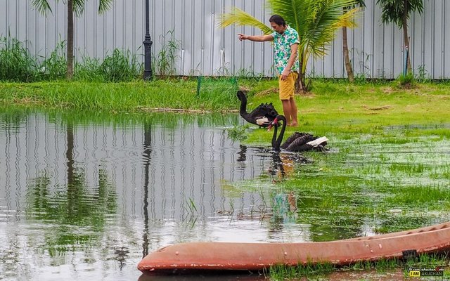 ส่องไปไกลๆเห็นพี่ผู้ดูแลกำลังคุยกับน้องหงส์ดำอยู่