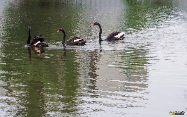 และเหมือนจะรู้เรื่องสั่งได้รีบว่ายออกมากันเฉยเลยไม่ได้ไล่ด้วย55