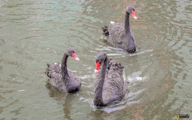 พอย้ายจุดไปบนโซนกลางน้ำแล้วเรียกน้องหงส์อีกที