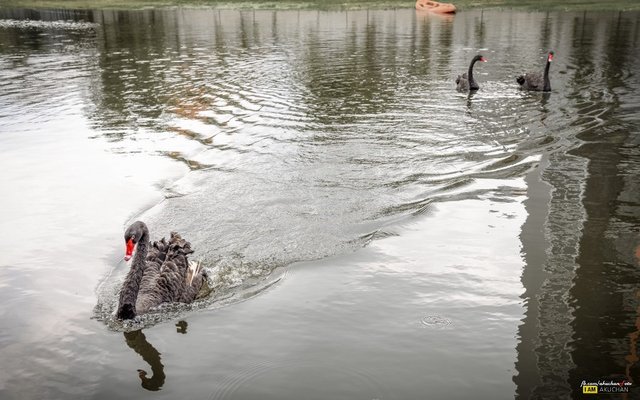 ก็ได้เห็นเกียร์หงษ์ดำก็วันนี้ครับ สปีดโบ๊ทมาไวมากครับหาผู้ดูแล