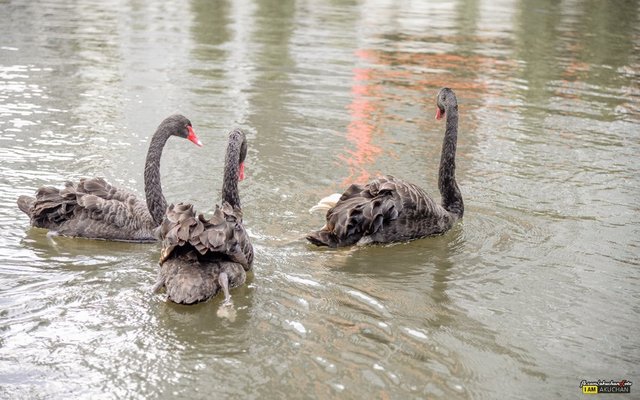 มาทักทายแปบๆชีกลับไปหาเพื่อนละ เราก็กลับไปหาแก๊งเราดีก่าเดี๋ยวค่อยออกมาเล่นใหม่