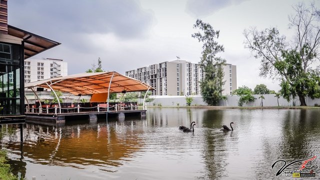 ก่อนกลับร้องเพลงอิ่มหนำสำราญก็มาเดินดูน้องหงษ์อีกรอบ