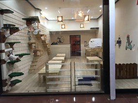 Cat Mania Cafe