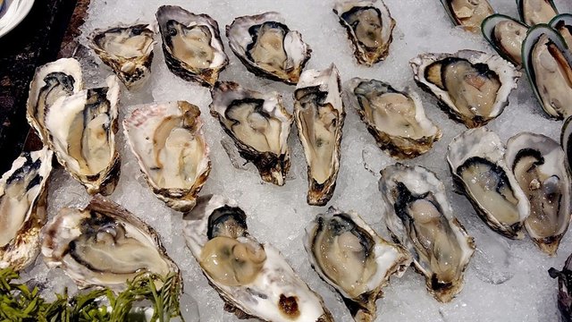 Oysters